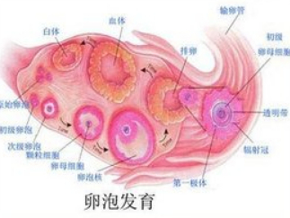 需注意，這些囊腫會(huì)癌變